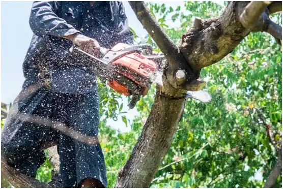 tree services Turtle Creek